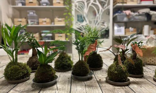 Des ateliers plantes pour mettre les mains dans la terre